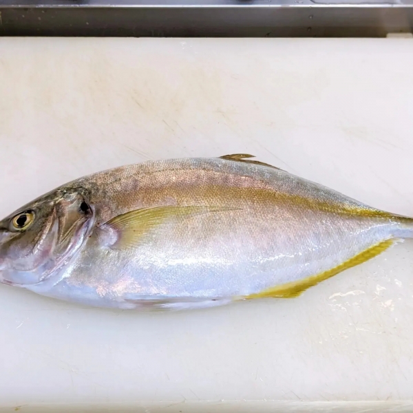 佐世保の和食「日本料理たま」のブログ 佐世保では幻の魚？天然の縞鯵（しまあじ）が入荷しました。